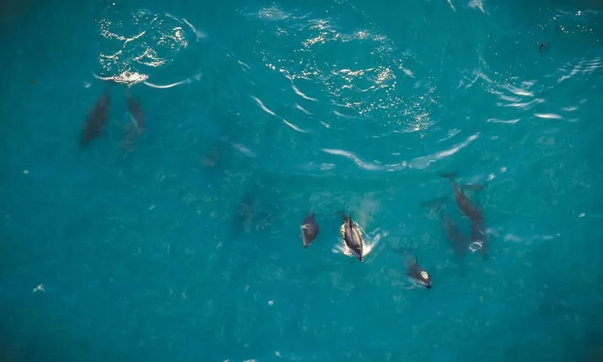 Whale Watch Explorer Helicopter Flight - Book Now | Experience Oz