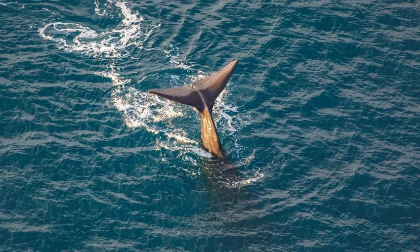 Whale Watch Explorer Helicopter Flight - Book Now | Experience Oz