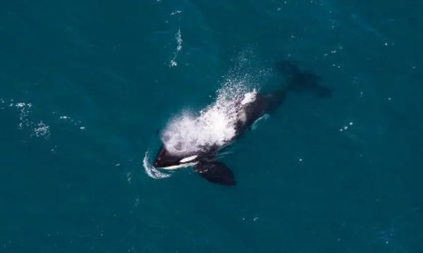 Whale Watch Explorer Helicopter Flight - Book Now | Experience Oz