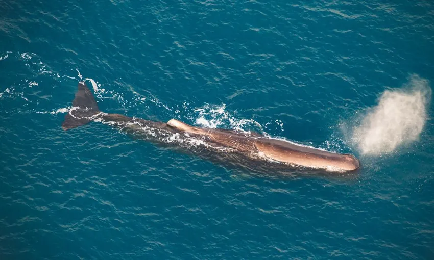 Kaikoura Whale Watch Ocean Safari Helicopter Flight | Experience Oz