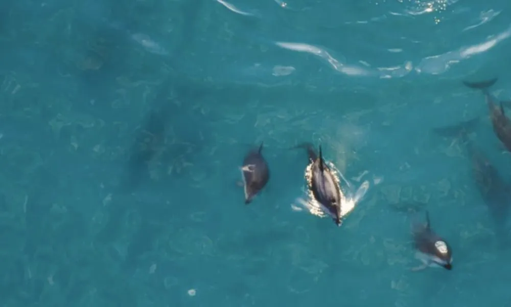 Kaikoura Whale Watch Ocean Safari Helicopter Flight | Experience Oz-5