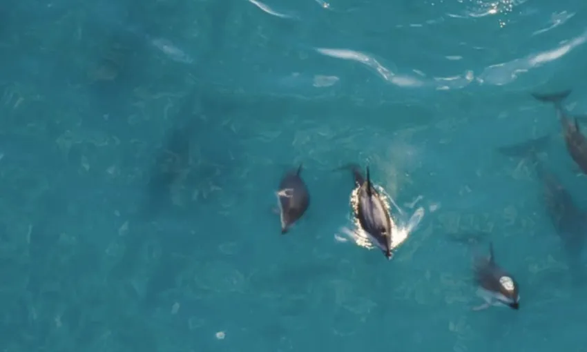 Kaikoura Whale Watch Ocean Safari Helicopter Flight | Experience Oz
