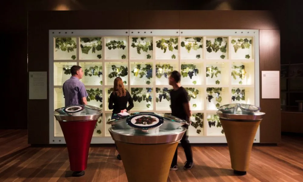 Taste of South Australia Guided Tour and Tasting - Book Now | Experience Oz-1