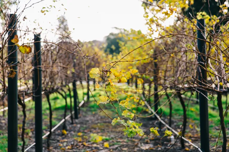 Discover Australian Wine Guided Tour - Book Now | Experience Oz