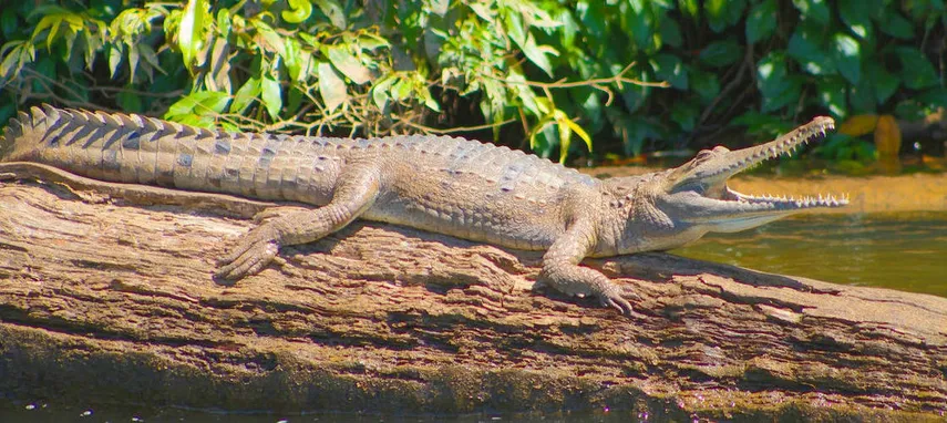 Kuranda Riverboat 45 Minute Cruise - Book Now | Experience Oz