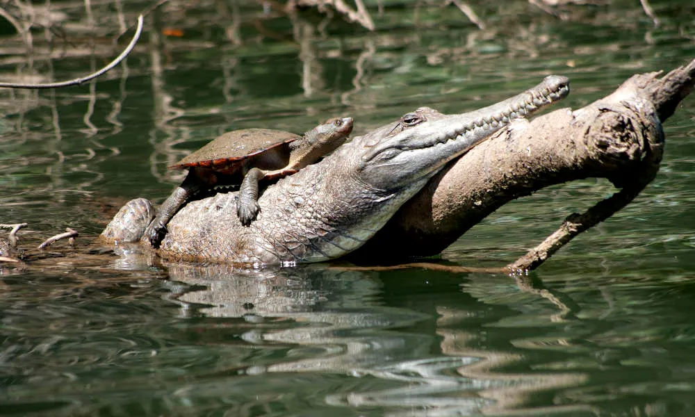 Kuranda Riverboat 45 Minute Cruise - Book Now | Experience Oz-3