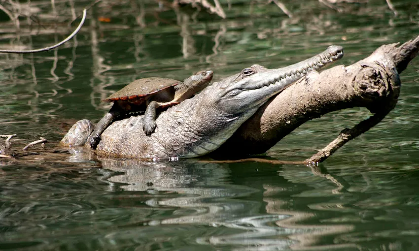 Kuranda Riverboat 45 Minute Cruise - Book Now | Experience Oz