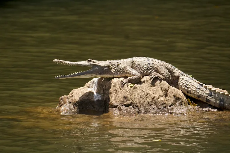 Kuranda Riverboat 45 Minute Cruise - Book Now | Experience Oz