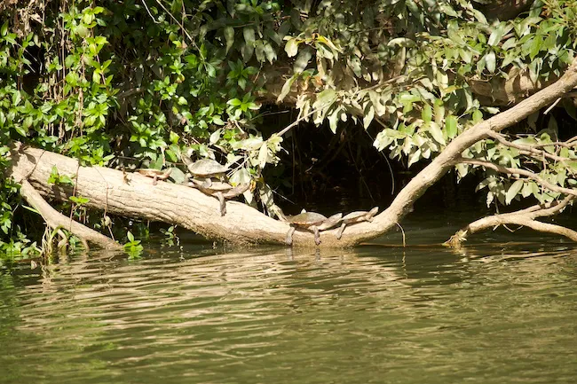 Kuranda Riverboat 45 Minute Cruise - Book Now | Experience Oz