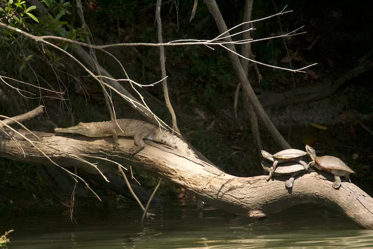 Kuranda Riverboat 45 Minute Cruise - Book Now | Experience Oz