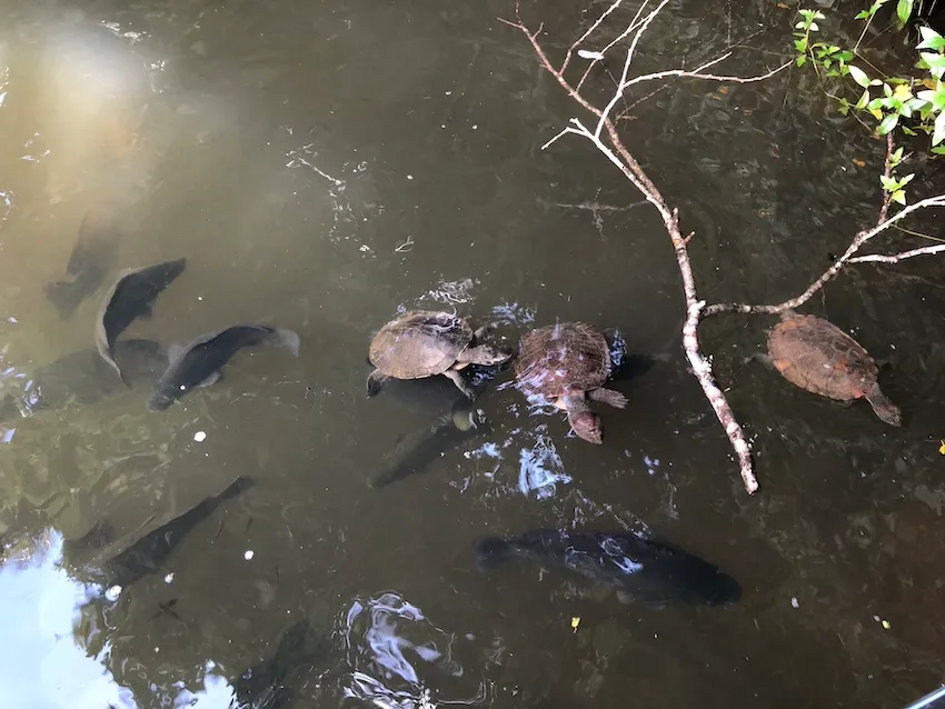 Kuranda Riverboat 45 Minute Cruise - Book Now | Experience Oz-8