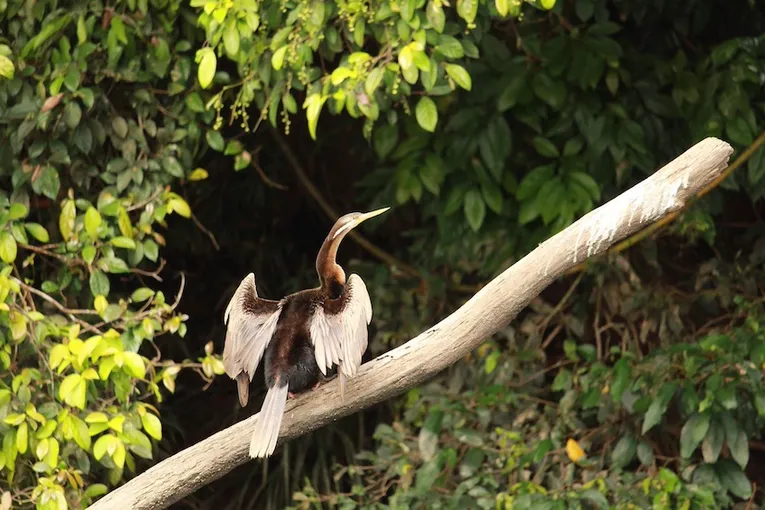 Kuranda Riverboat 45 Minute Cruise - Book Now | Experience Oz