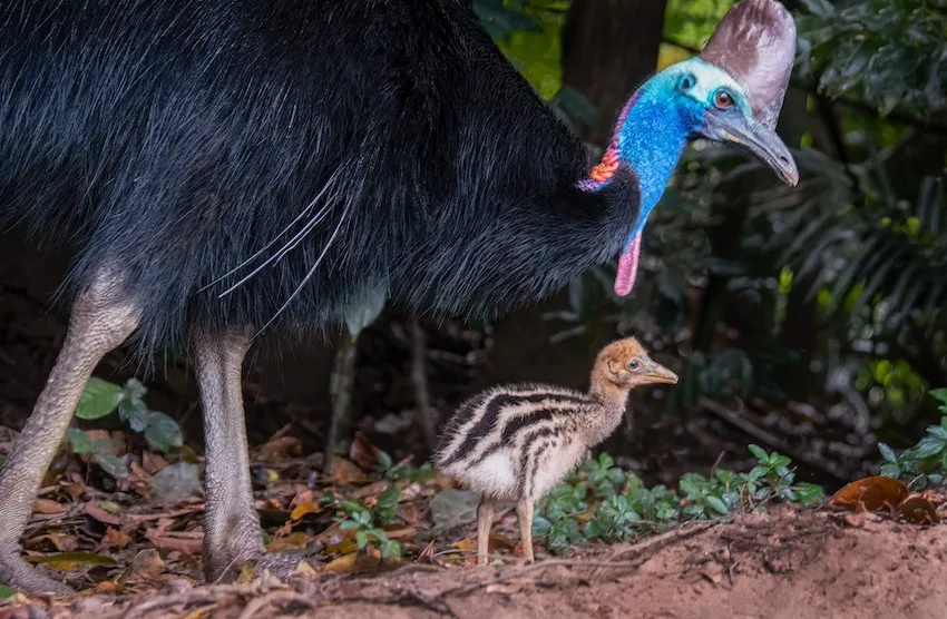 Kuranda Riverboat 45 Minute Cruise - Book Now | Experience Oz-10