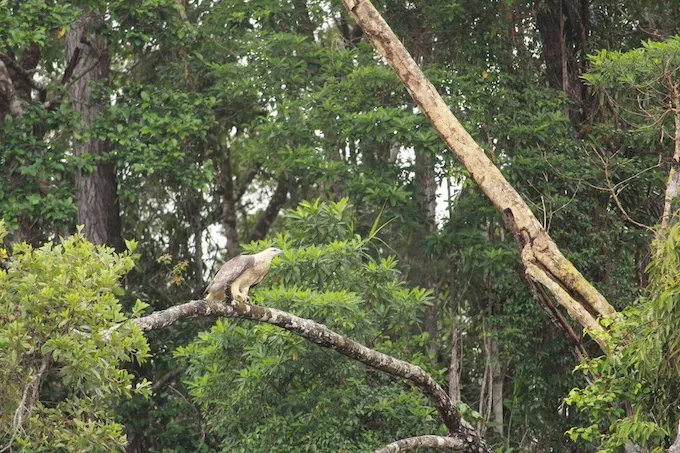 Kuranda Riverboat 45 Minute Cruise - Book Now | Experience Oz