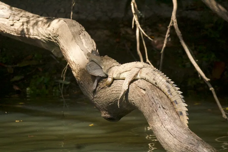 Kuranda Riverboat 45 Minute Cruise - Book Now | Experience Oz