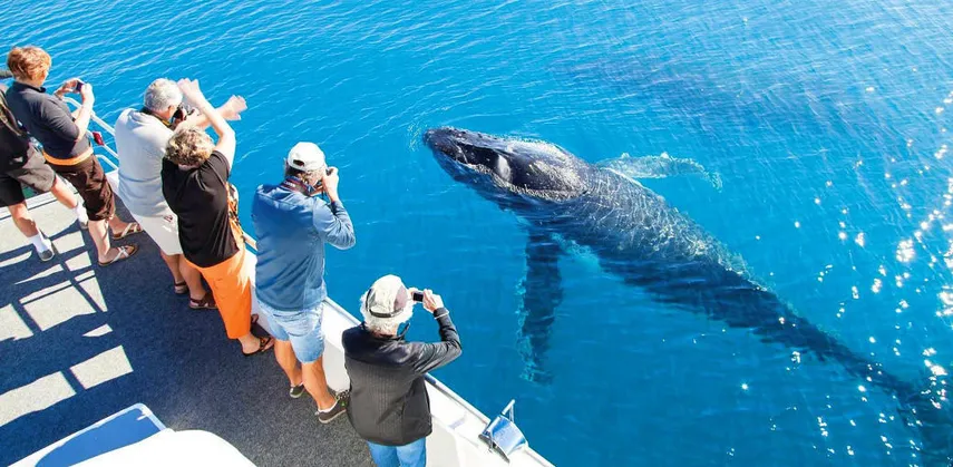 Hervey Bay Morning Whale Watching Cruises | Experience Oz