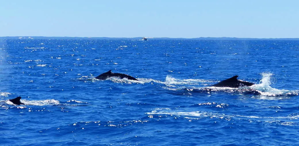 Hervey Bay Morning Whale Watching Cruises | Experience Oz-2