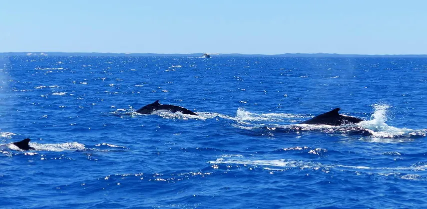Hervey Bay Morning Whale Watching Cruises | Experience Oz