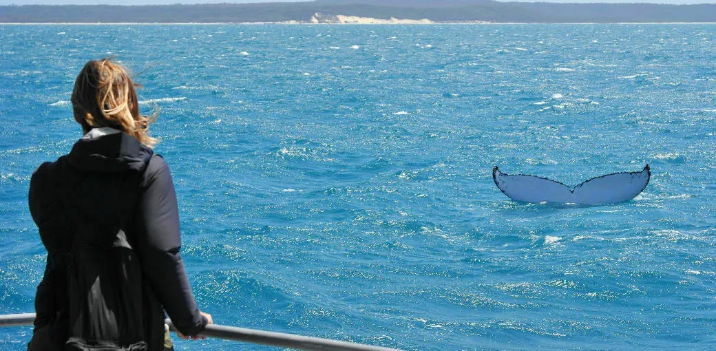 Hervey Bay Morning Whale Watching Cruises | Experience Oz-3