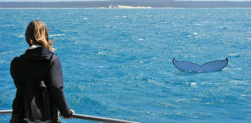 Hervey Bay Morning Whale Watching Cruises | Experience Oz