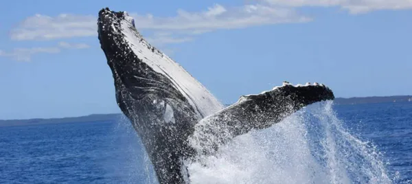Hervey Bay Morning Whale Watching Cruise