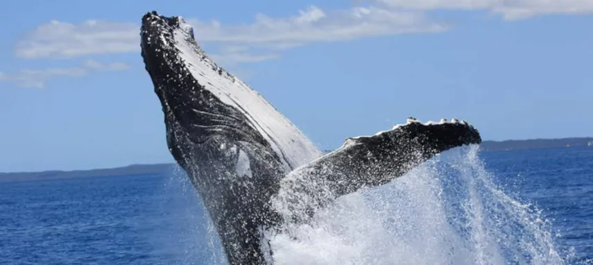 Hervey Bay Morning Whale Watching Cruises | Experience Oz
