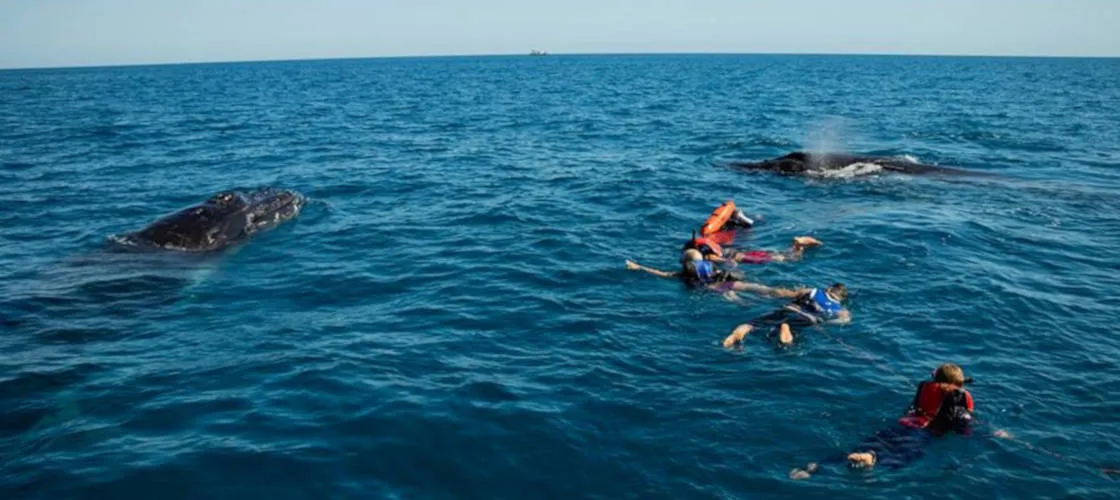 Hervey Bay Morning Whale Watching Cruises | Experience Oz-6