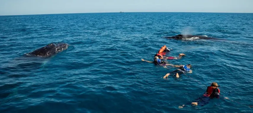 Hervey Bay Morning Whale Watching Cruises | Experience Oz
