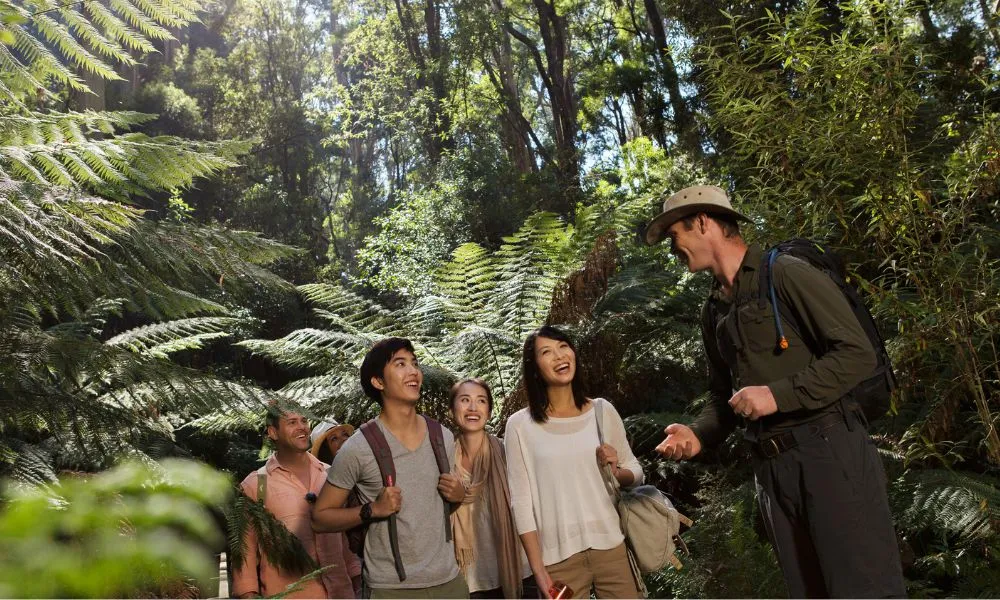 Explore Great Ocean Road & 12 Apostles with Melbourne Transfers | Experience Oz-3