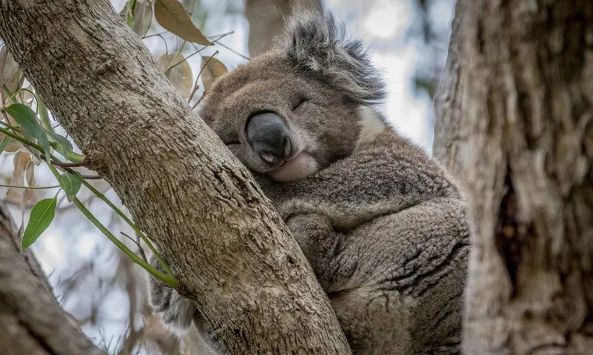 Explore Great Ocean Road & 12 Apostles with Melbourne Transfers | Experience Oz