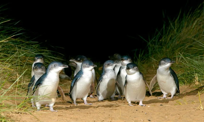 Penguin Parade and Moonlit Sanctuary Wildlife Day Tour | Experience Oz