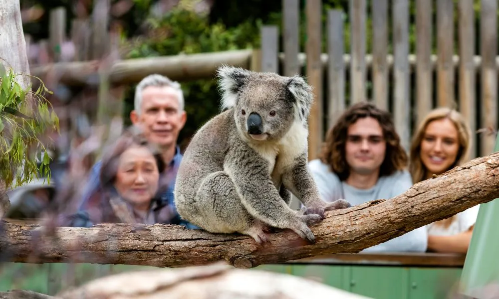 Penguin Parade and Moonlit Sanctuary Wildlife Day Tour | Experience Oz-5