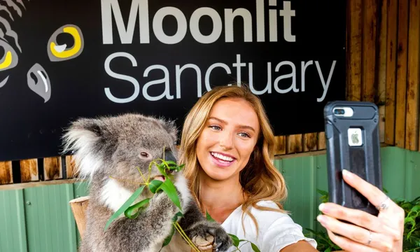 Penguin Parade and Moonlit Sanctuary Wildlife Day Tour from Melbourne