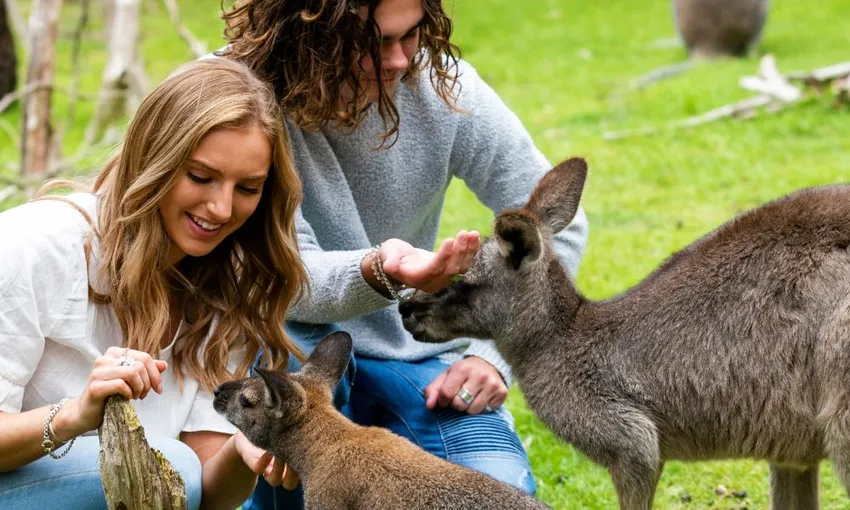 Melbourne Puffing Billy & Wildlife Tour - Book Now