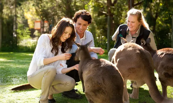 Puffing Billy & Wildlife Tour from Melbourne