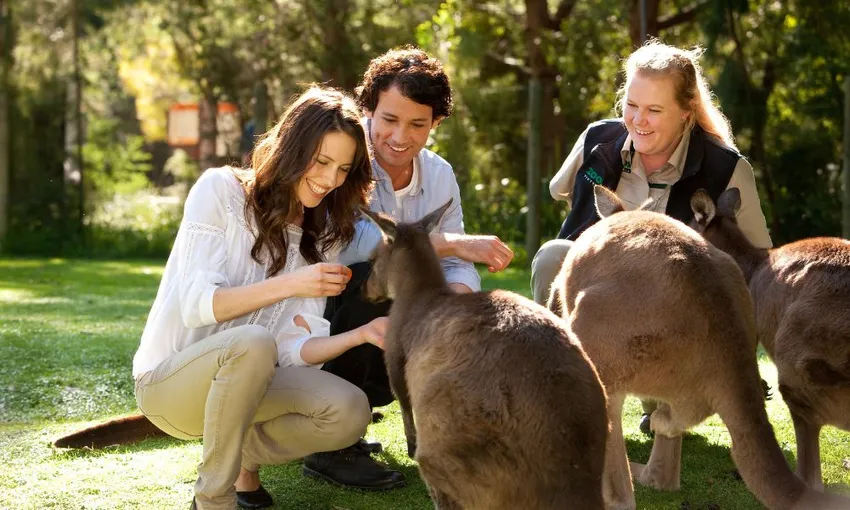 Melbourne Puffing Billy & Wildlife Tour - Book Now