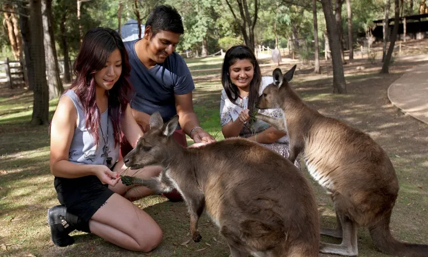 Melbourne Puffing Billy & Wildlife Tour - Book Now