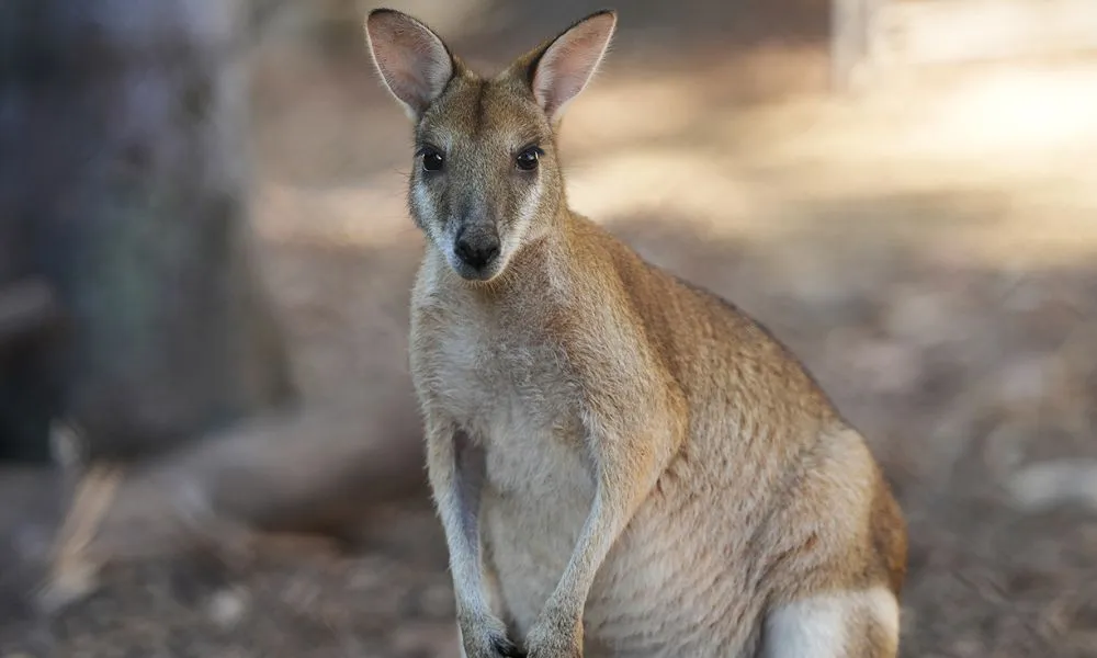 Australian Outback Survival Training Day Tour with Andrew Ucles | Experience Oz-2