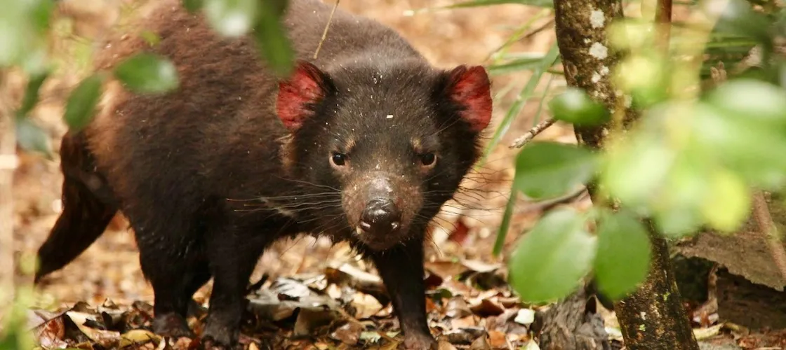 Lone Pine Koala Sanctuary General Admission Tickets | Experience Oz-2