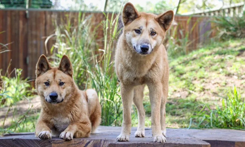 Lone Pine Koala Sanctuary General Admission Tickets | Experience Oz