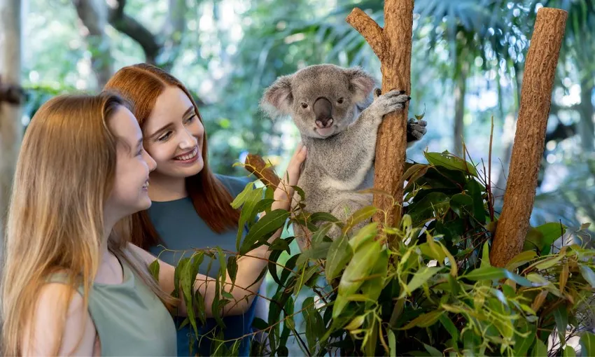 Lone Pine Koala Sanctuary General Admission Tickets | Experience Oz