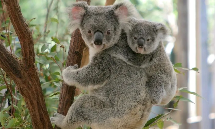 Lone Pine Koala Sanctuary General Admission Tickets | Experience Oz