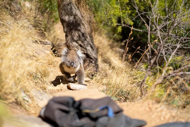 Rock Climb & Abseil at Morialta - Book Now | Experience Oz