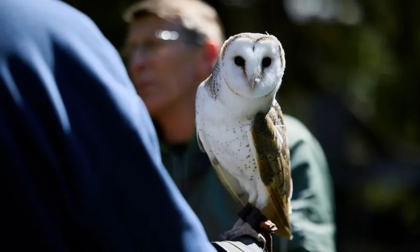 Capes Raptor Centre Bird of Prey Trail and Flight Display | Experience Oz