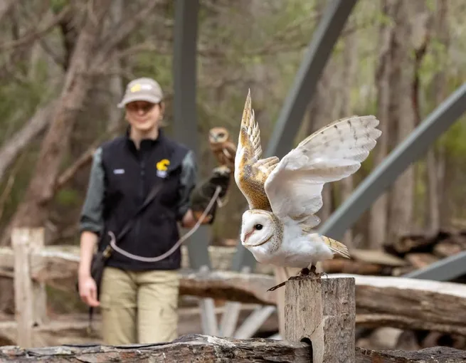 Capes Raptor Centre Bird of Prey Trail and Flight Display | Experience Oz