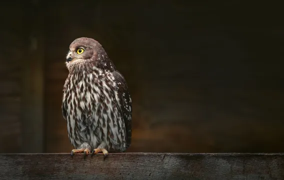Capes Raptor Centre Bird of Prey Trail and Flight Display