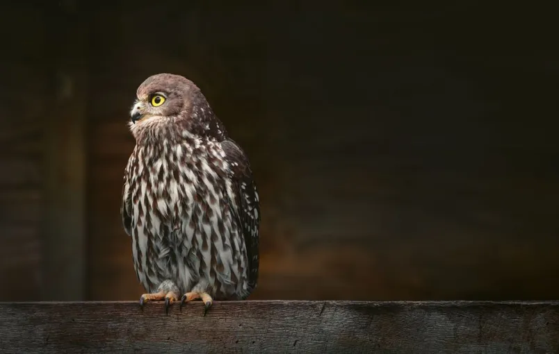 Capes Raptor Centre Bird of Prey Trail and Flight Display | Experience Oz