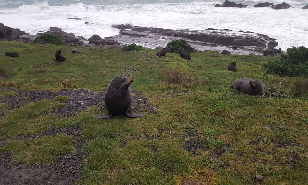 Wine and Wild Coast Tour - Book Now | Experience Oz -5