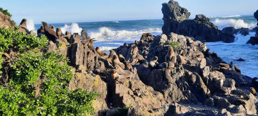 Wine and Wild Coast Tour - Book Now | Experience Oz 