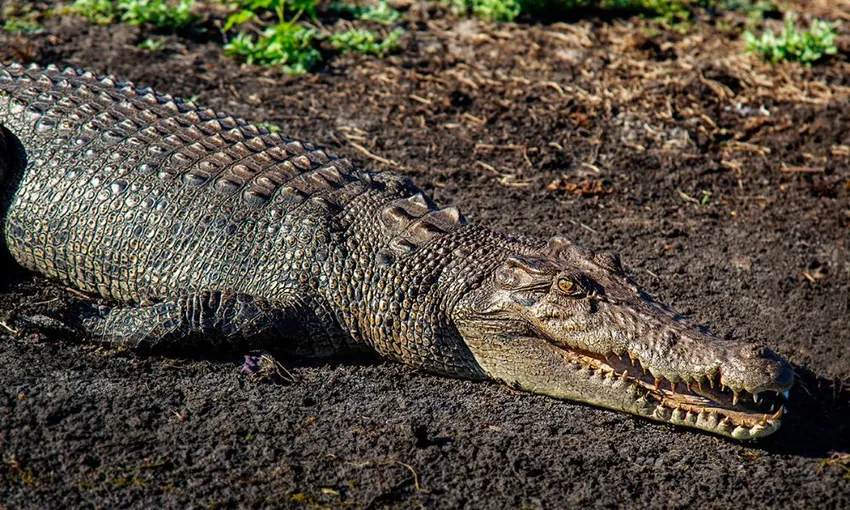 Australian Outback Overnight Tour from Darwin | Experience Oz